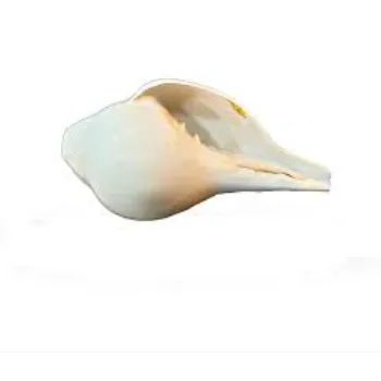Blowing Shankh 